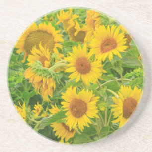 Dessous De Verre En Grès Grand champ de tournesols près de Moses Lake, WA 2
