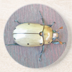 Dessous De Verre En Grès Grapevine Beetle (Pelidnota punctata)