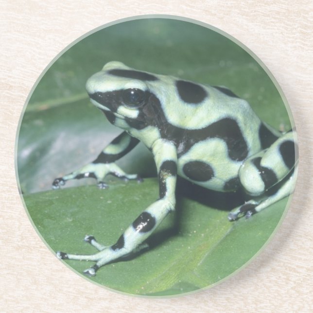 Dessous De Verre En Grès Grenouille à flèche, (Dendrobates auratus) Cahuita (Devant)