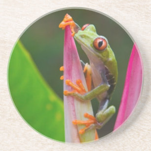 Dessous De Verre En Grès Grenouille aux yeux rouges, Costa Rica