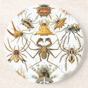 Dessous De Verre En Grès Haeckel