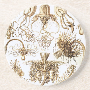 Dessous De Verre En Grès Haeckel