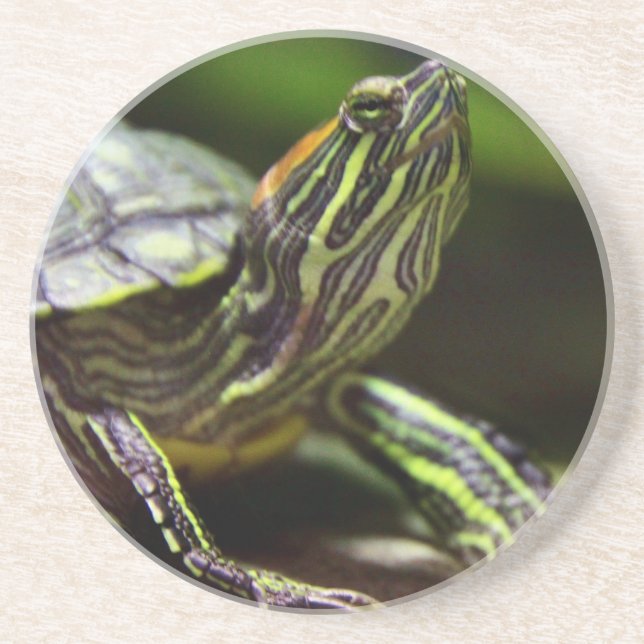 Dessous De Verre En Grès Haut étroit de tortue (Devant)