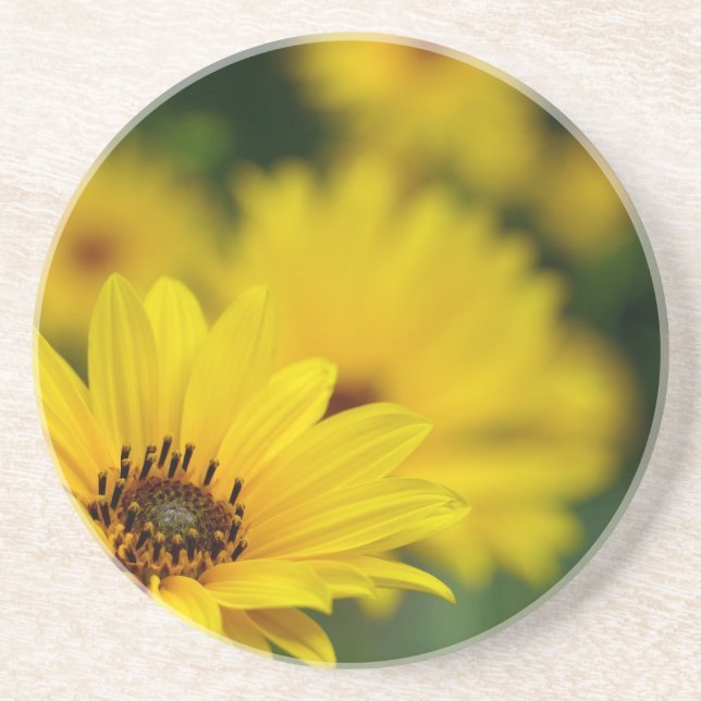 Dessous De Verre En Grès Hélénium de marguerite jaune (Devant)