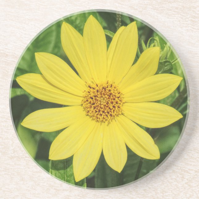 Dessous De Verre En Grès Hélianthème 'Lemon Queen' Tournesol (Devant)