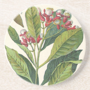 Dessous De Verre En Grès Herbes Épices Alimentaires Vintage, Clou de Girofl