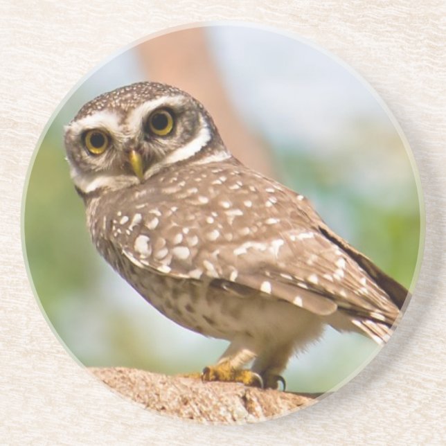 Dessous De Verre En Grès Hibou repéré sur le vol de matin (Devant)