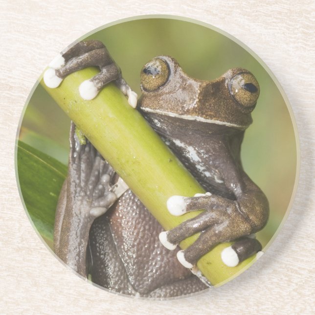Dessous De Verre En Grès Hyloscirtus captif Grenouille arboricole de Tapich (Devant)