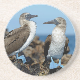 Dessous De Verre En Grès Îles Galapagos, île Isabela
