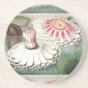 Dessous De Verre En Grès Impression d'art de nénuphar Victoria Regia vintag