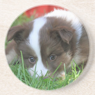 Dessous De Verre En Grès Islandhund