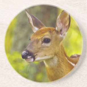 Dessous De Verre En Grès Jeune cerf de Virginie à Whitefish, Montana, États