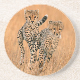 Dessous De Verre En Grès Jeunes guépards (Acinonyx Jubatus) en train de cou