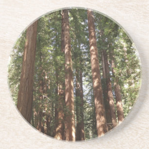 Dessous De Verre En Grès Jusqu'aux séquoias II à Muir Woods National Monume