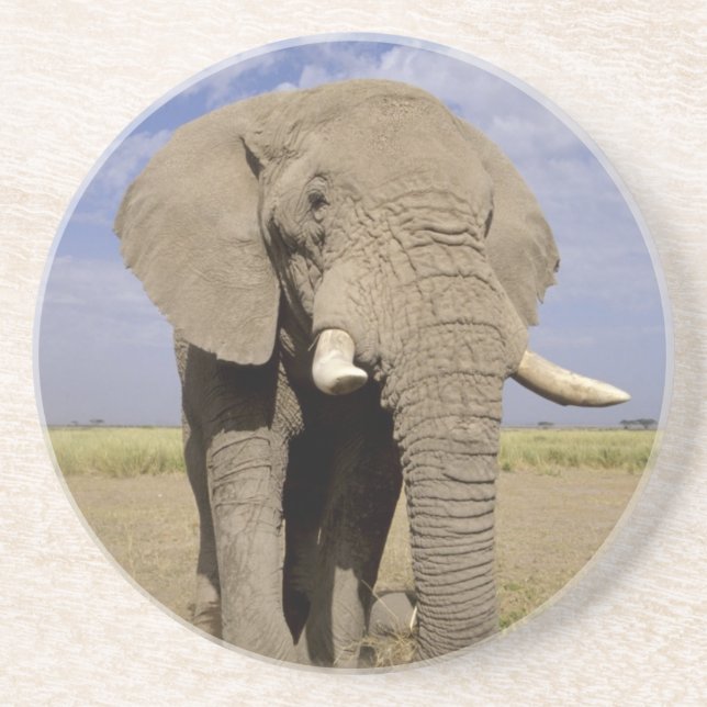 Dessous De Verre En Grès Kenya : parc national d'Amboseli, éléphant mâle (Devant)