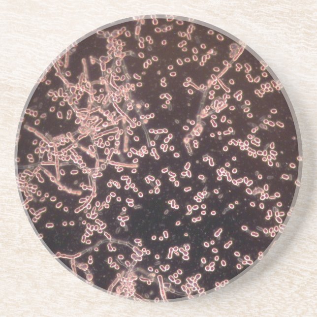 Dessous De Verre En Grès la levure 3D microscopique a mouillé le bâti (Devant)