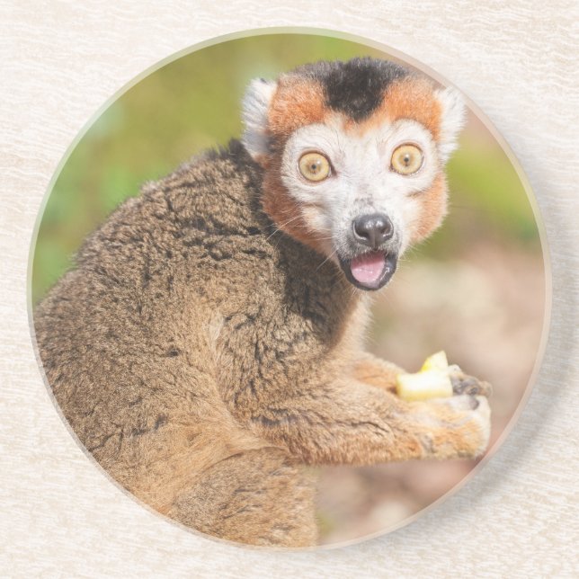 Dessous De Verre En Grès La surprise de Lemur couronné : une expression can (Devant)