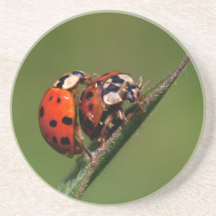 Dessous De Verre En Grès Ladybugs En Amour