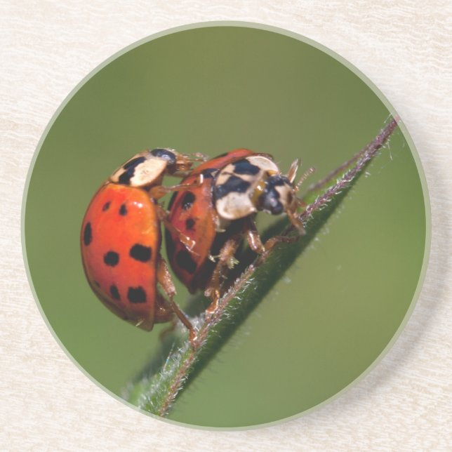 Dessous De Verre En Grès Ladybugs En Amour (Devant)