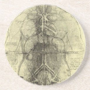Dessous De Verre En Grès L'anatomie humaine de Léonard de Vinci, Torse fémi