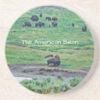 Le bison américain