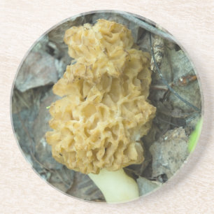 Dessous De Verre En Grès Le champignon Blond Morel