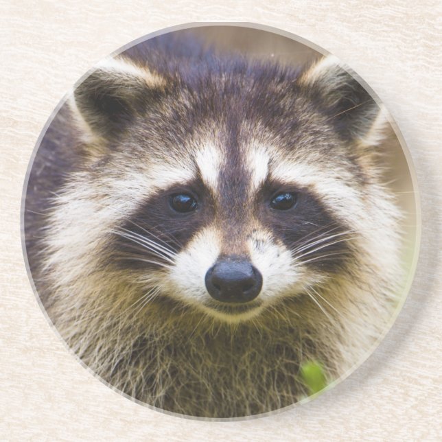 Dessous De Verre En Grès Le raton laveur, Procyon lotor (Devant)