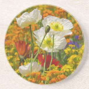 Dessous De Verre En Grès Les pavots blancs qui poussent autour des fleurs c
