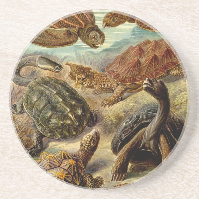 Dessous De Verre En Grès Les tortues Haeckel (Devant)
