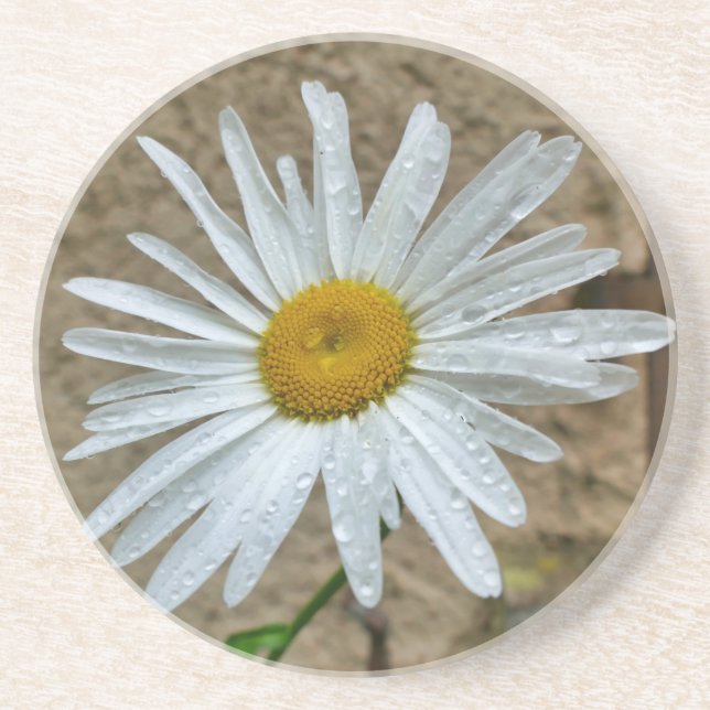 Dessous De Verre En Grès Leucanthemum (Devant)