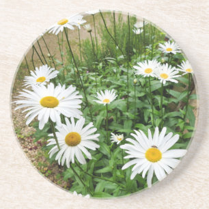 Dessous De Verre En Grès Leucanthemum Blooms