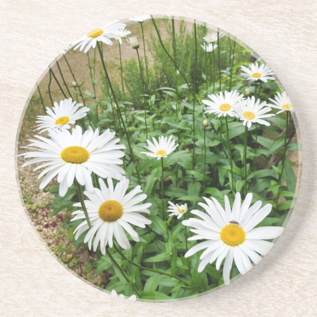 Dessous De Verre En Grès Leucanthemum Blooms (Devant)