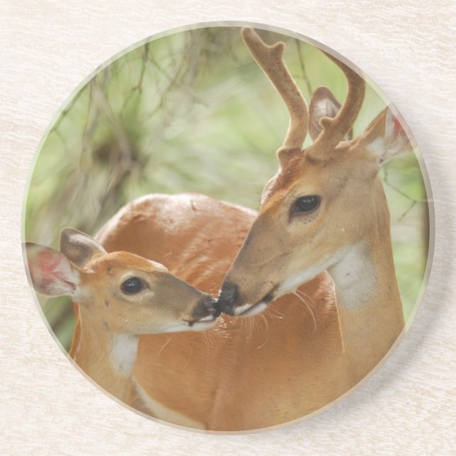 Dessous De Verre En Grès Liaison de mâle et de faon de Whitetail (Devant)