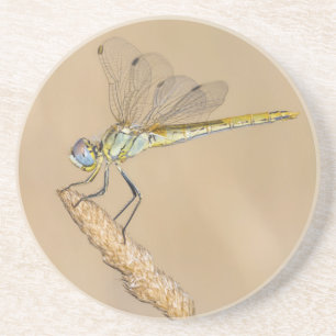 Dessous De Verre En Grès Libellule Skimmer Insecte Femelle (CC BY 4.0) Coas