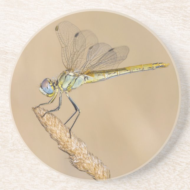 Dessous De Verre En Grès Libellule Skimmer Insecte Femelle (CC BY 4.0) Coas (Devant)
