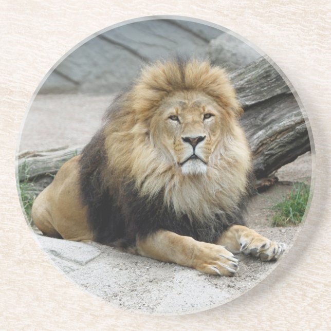 Dessous De Verre En Grès Lion 020 (Devant)