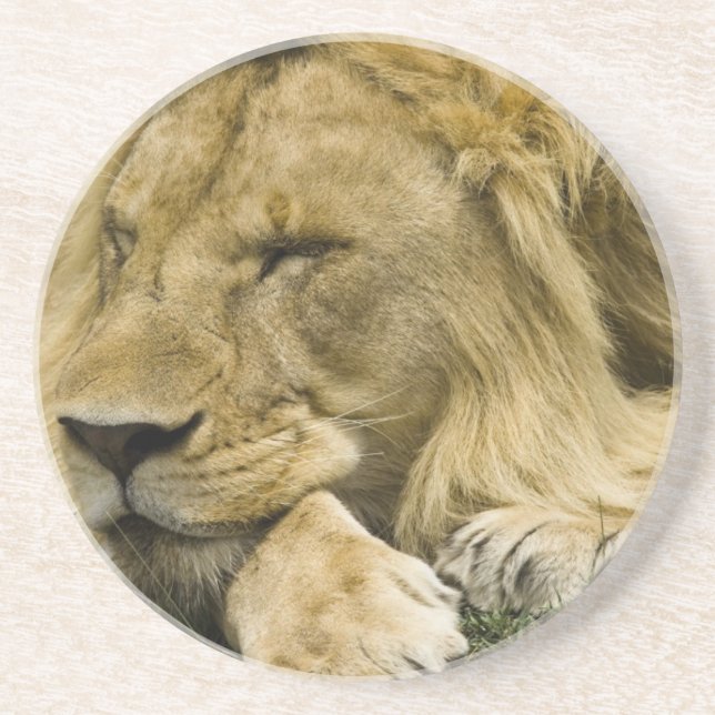 Dessous De Verre En Grès Lion d'Afrique, Panthera leo, couché endormi (Devant)