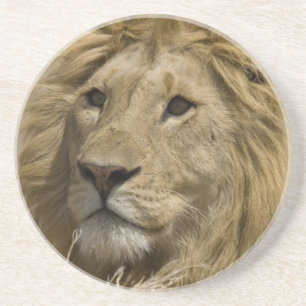 Dessous De Verre En Grès Lion d'Afrique, Panthera leo, Portrait d'un