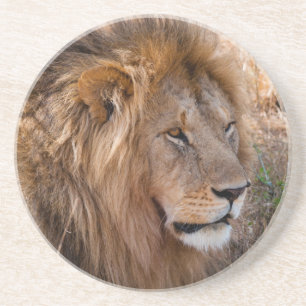 Dessous De Verre En Grès Lion réserve nationale du Maasai Mara, Kenya