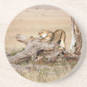 Dessous De Verre En Grès Lioness stretching