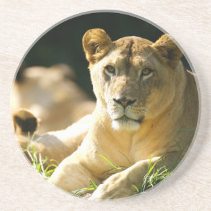 Dessous De Verre En Grès Lions