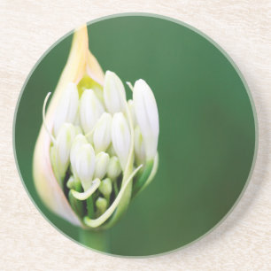 Dessous De Verre En Grès Lis d'Afrique, Agapanthus Praecox, Le Cap