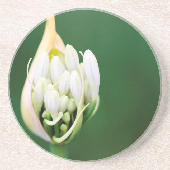 Dessous De Verre En Grès Lis d'Afrique, Agapanthus Praecox, Le Cap (Devant)