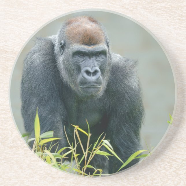 Dessous De Verre En Grès Lope de Gorilla Blackback (Devant)