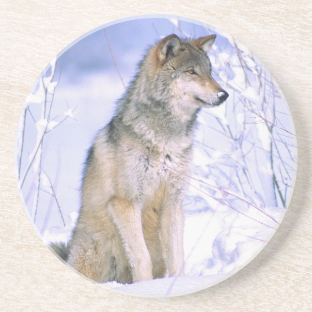 Dessous De Verre En Grès Loup de bois assis dans la neige, Canis lupus, (Devant)