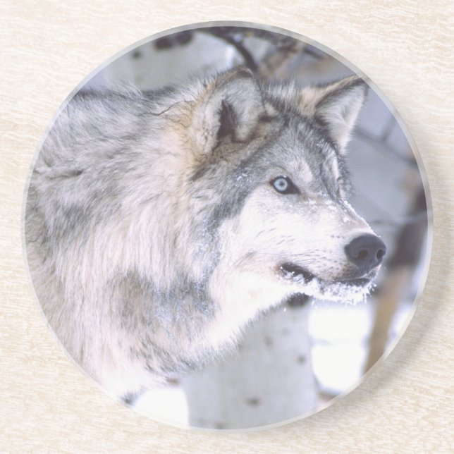 Dessous De Verre En Grès Loup de bois, Canis lupus, Animal de cinéma Utah) (Devant)