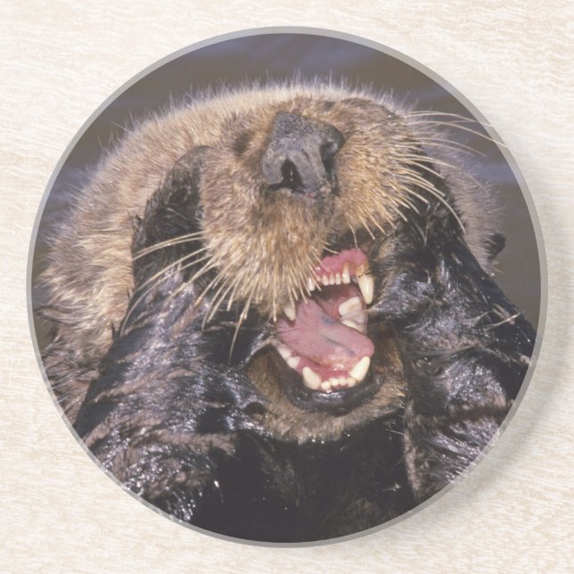 Dessous De Verre En Grès Loutres de mer, Enhydra lutris 6 (Devant)