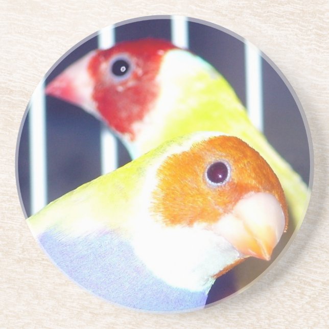 Dessous De Verre En Grès Madame Gouldian Finch (Devant)