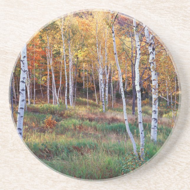 Dessous De Verre En Grès Maine, Parc national d'Acadia, Automne (Devant)