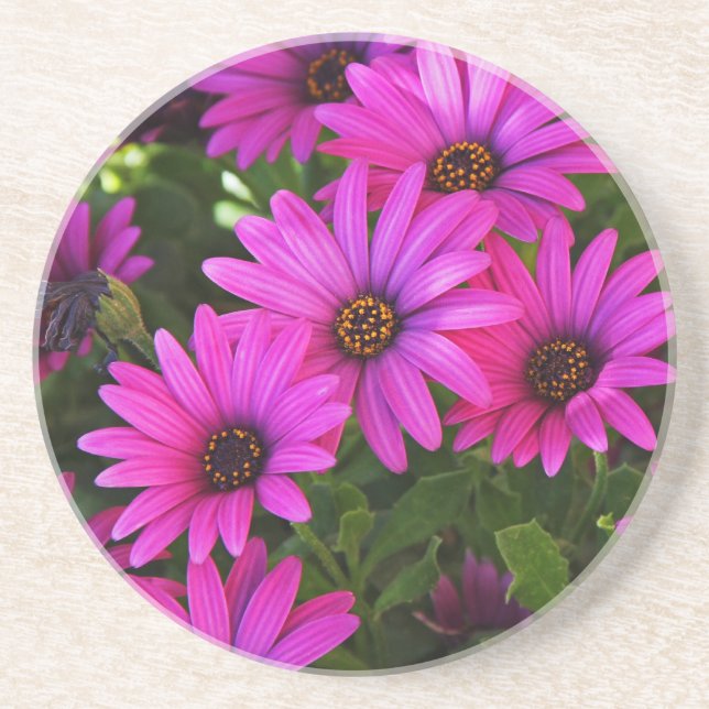 Dessous De Verre En Grès Marguerite africaine violette (Devant)